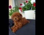 Toy teacup crvena pudla